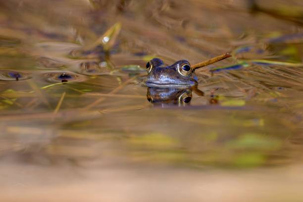 istock Closeup of a common frog on water 1443769379