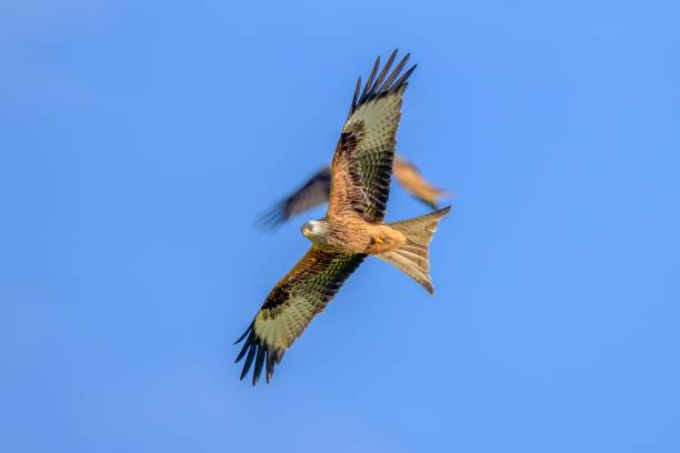 istock Red kites flying in the blue sky 1443769382