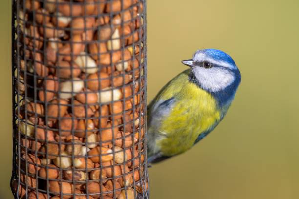 istock Shallow focus of long-tailed tits on a feeder 1443769385