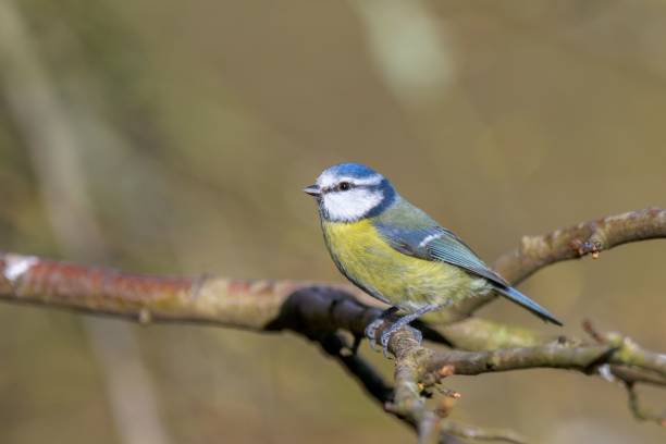istock Shallow focus of long-tailed tits on a feeder 1443769392