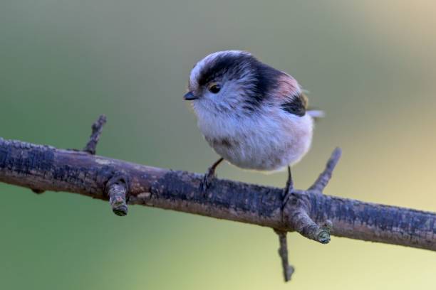 istock Shallow focus of long-tailed tits on a tree branch 1443769400