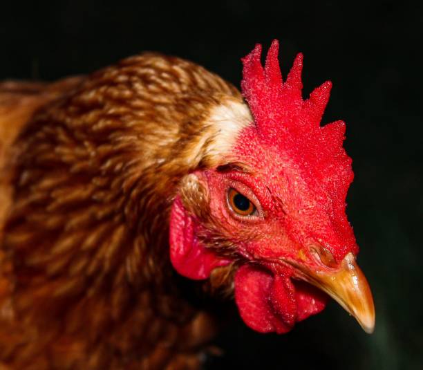 istock Closeup of a hen's head looking cute and sad at the same time 1443771040