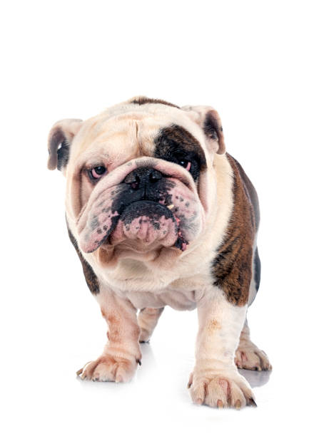 istock english bulldog in studio 1443771139