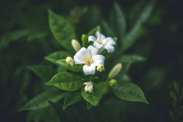 istock Closeup shot of a jasmine flower 1443771377
