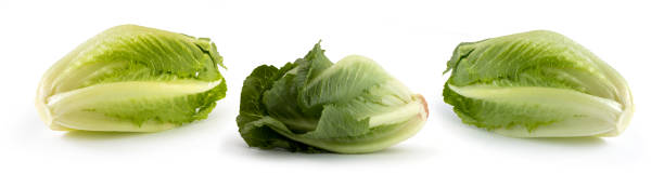 romana salad, lactuca sativa against white background - red romaine imagens e fotografias de stock