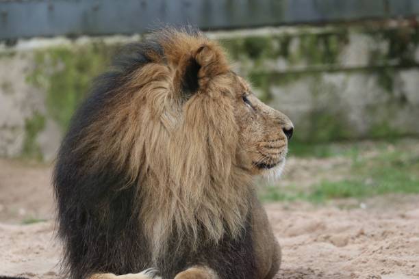 istock Big lion with a fluffy head lying down on the ground in a zoo in daylight 1443772045