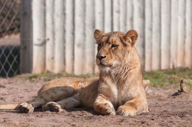 istock Resting female lion on the ground. 1443772214
