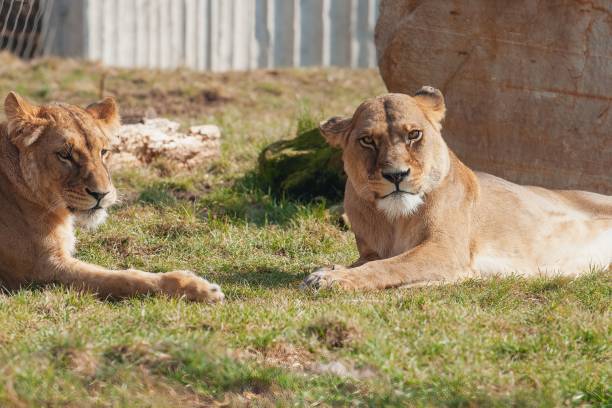 istock Resting female lions the ground. 1443772217