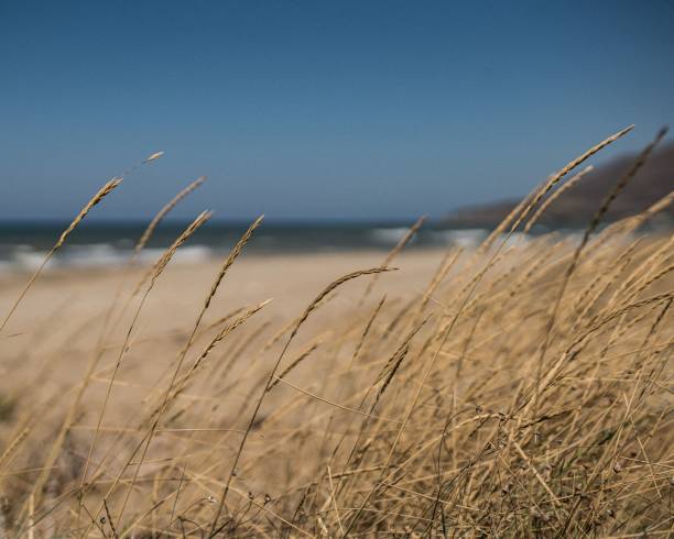 istock Beach covered with dry grass with a rough sea on the horizon 1443772250