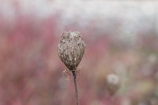 A closeup of a dry wild carrot flower on blurry background.