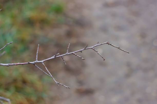istock Closeup of a bare branch on a blurry background. 1443773446