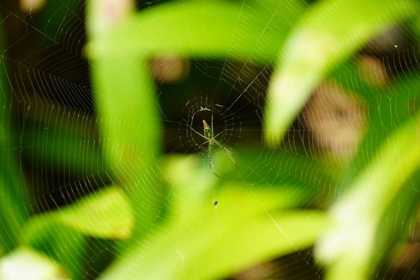 istock A close up of a spider on a web against a blurred background 1443773718