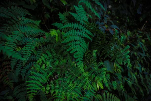 istock Beautiful green fern branches on a tree 1443773788