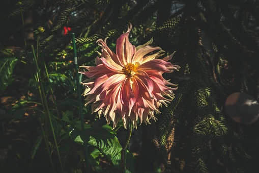 Salmon-colored dahlia and bud with raindrops, late summer. Foliage in background.