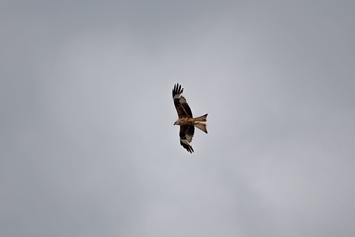 An under view of a black kite flying in a gloomy and cloudy sky