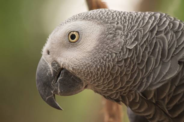 istock Closeup shot of a grey parrot's face 1443775254