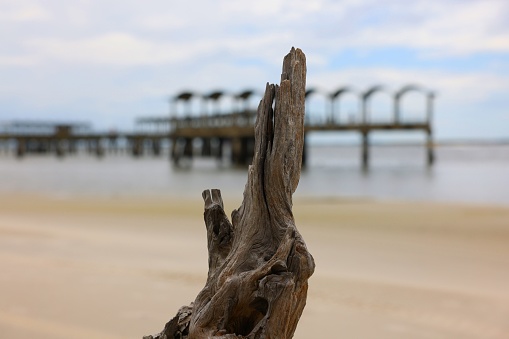 The Driftwood beach, fishing pier in the background, mid afternoon. Jekyll Island, GA