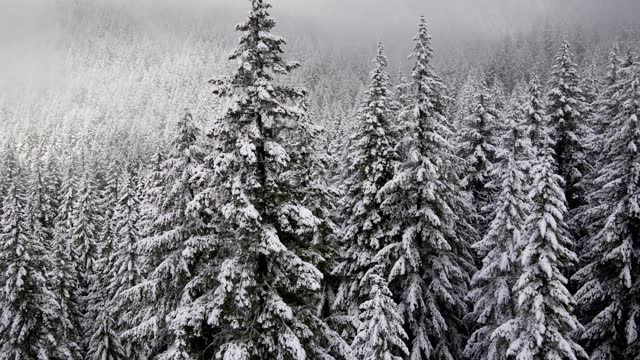 Flying over snow covered forest in Oregon