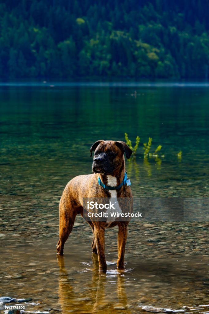 Boxer German shepherd in the water of a pond A Boxer German shepherd in the water of a pond Animal Stock Photo