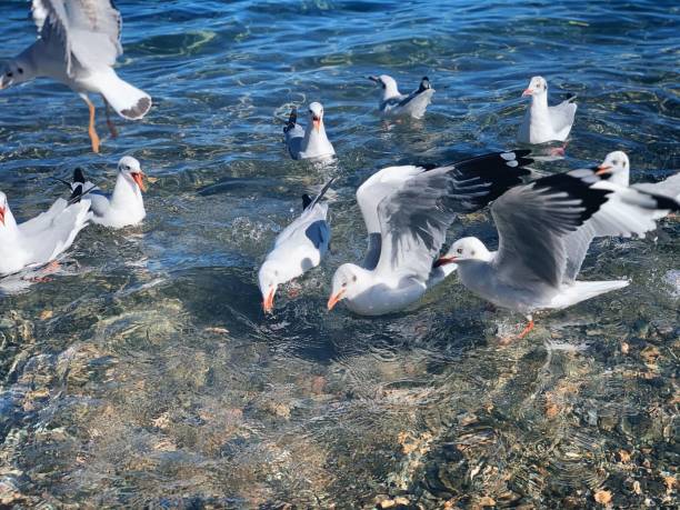 Group of black-headed gulls on the beach in Yunnan, China.   Chroicocephalus ridibundus a group of black-headed gulls on the beach in Yunnan, China.   Chroicocephalus ridibundus yunnan province stock pictures, royalty-free photos & images