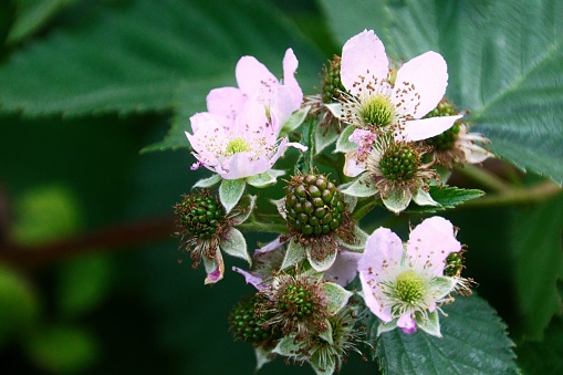 A selective focus shot of blackberry flowers