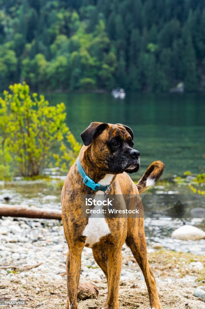 Boxer German shepherd on the shore of a pond A Boxer German shepherd on the shore of a pond Animal Stock Photo