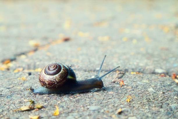 istock Closeup of snail creeping on ground 1443777031