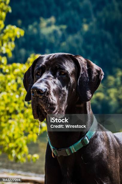 Portrait Of A Black Great Dane Near Alouette Lake British Columbia Cana Stock Photo - Download Image Now