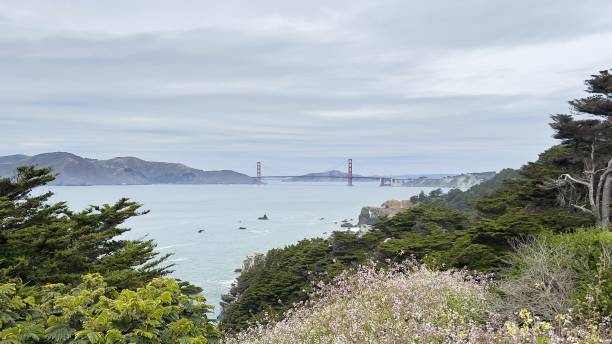 istock Golden Gate view from behind the bushes ona cloudy day 1443777095