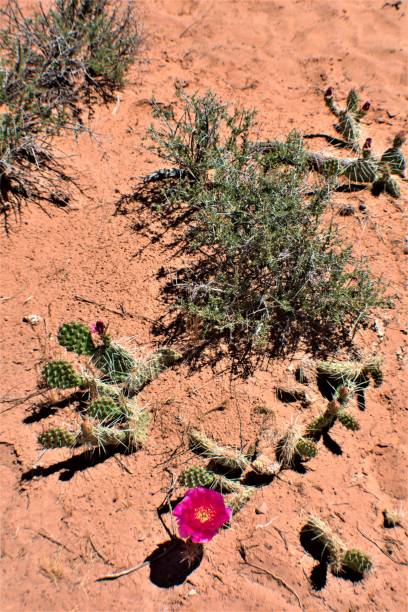 istock Vertical shot of cacti in a desert in Utah 1443777182