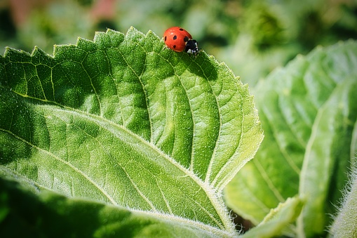 A ladybug on a green leaf of a plant