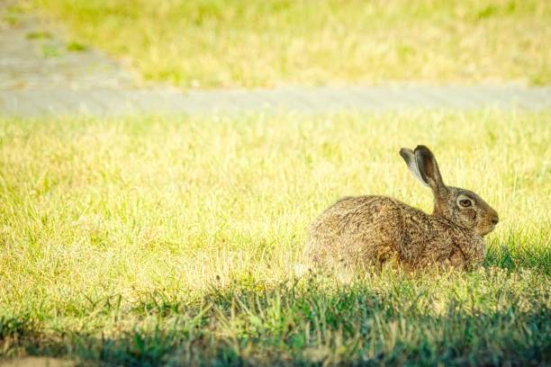 istock Selective focus shot of a rabbit in the field 1443777280