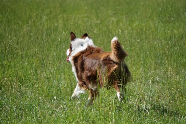 istock Brown corgi dog running on a field 1443777528