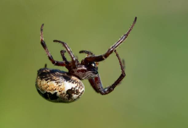 istock Closeup of a furrow orb spider with a blurry background 1443777565