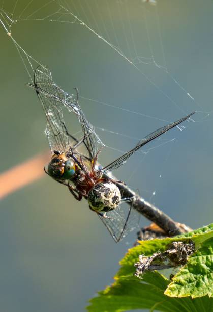 istock Vertical shot of a furrow orb spider with its prey in sunlight 1443777572