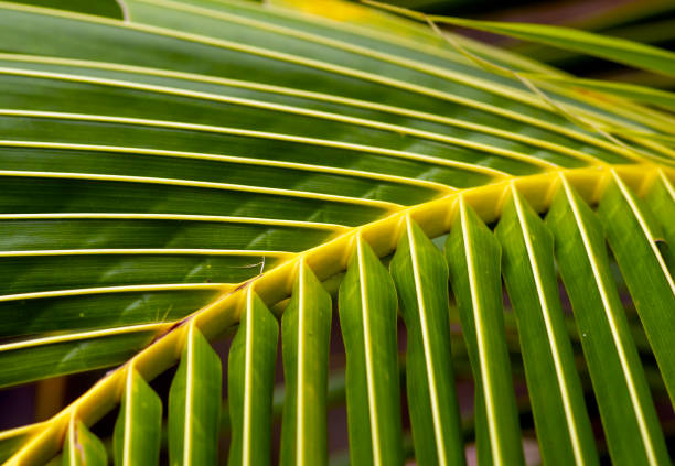 istock Close up of coconut palm leaf, in shallow focus 1443777820