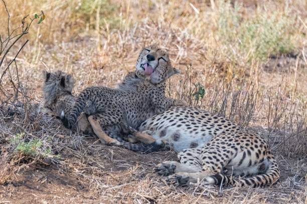 istock Cheetas nursing her two babies, Serengeti 1443777947