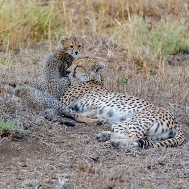istock Cheetas nursing her two babies, Serengeti 1443777965