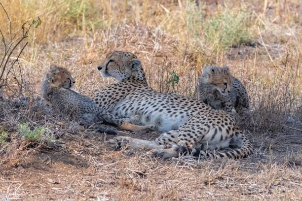 istock Cheetas nursing her two babies, Serengeti 1443777970