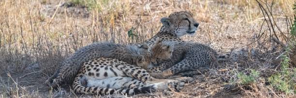 istock Cheetas nursing her two babies, Serengeti 1443777974