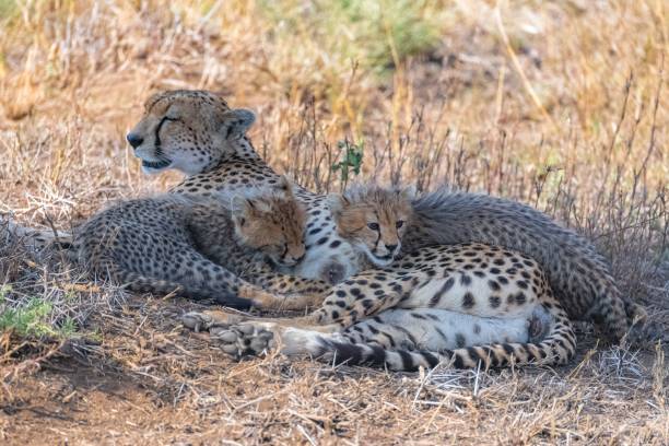 istock Cheetas nursing her two babies, Serengeti 1443777978