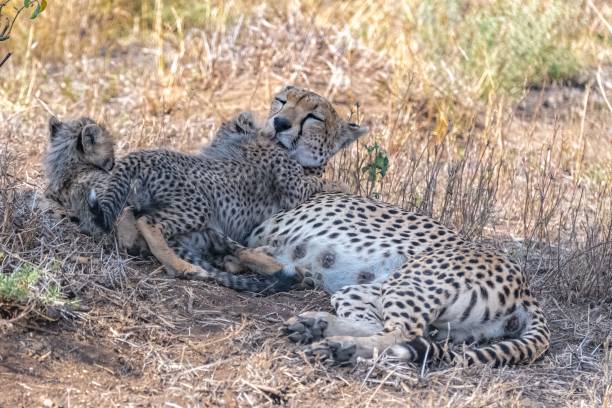 istock Cheetas nursing her two babies, Serengeti 1443777980