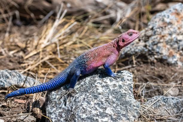 istock Rainbow lizard, Religion of religion 1443778188
