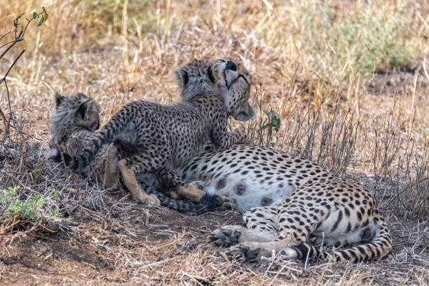 istock Cheetas nursing her two babies, Serengeti 1443778194