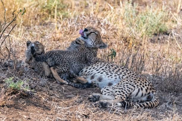 istock Cheetas nursing her two babies, Serengeti 1443778199