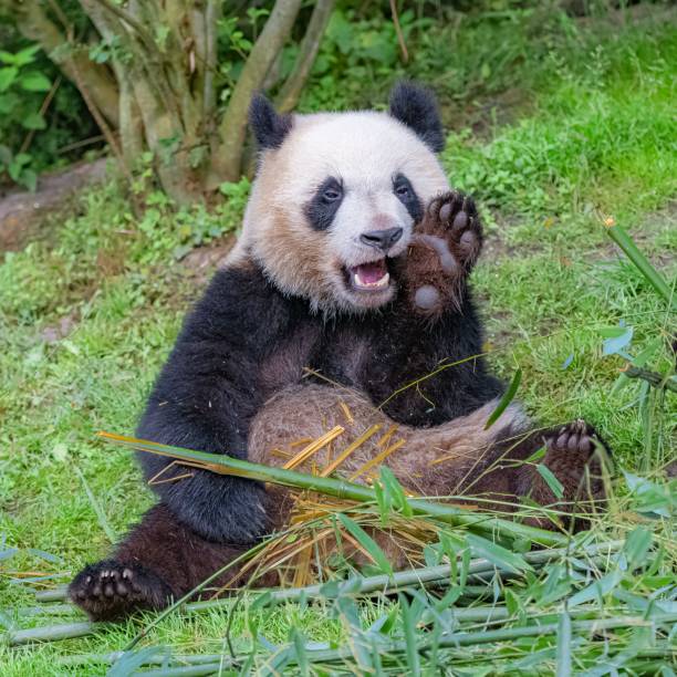 istock Giant pandas eating bamboo 1443778201