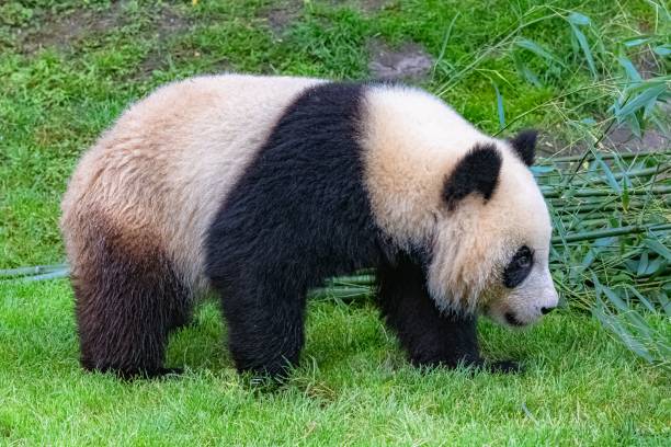 istock Giant pandas eating bamboo 1443778214
