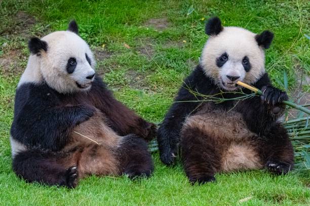 istock Giant pandas eating bamboo 1443778218