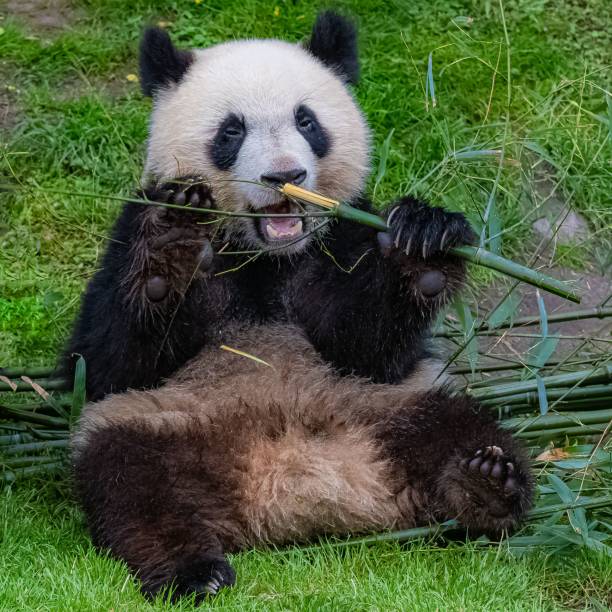 istock Giant pandas eating bamboo 1443778222