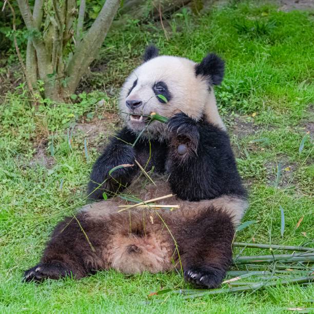 istock Giant pandas eating bamboo 1443778225